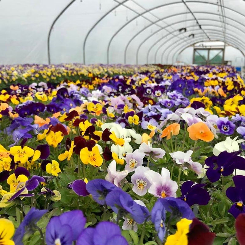 Wild Greens Farm